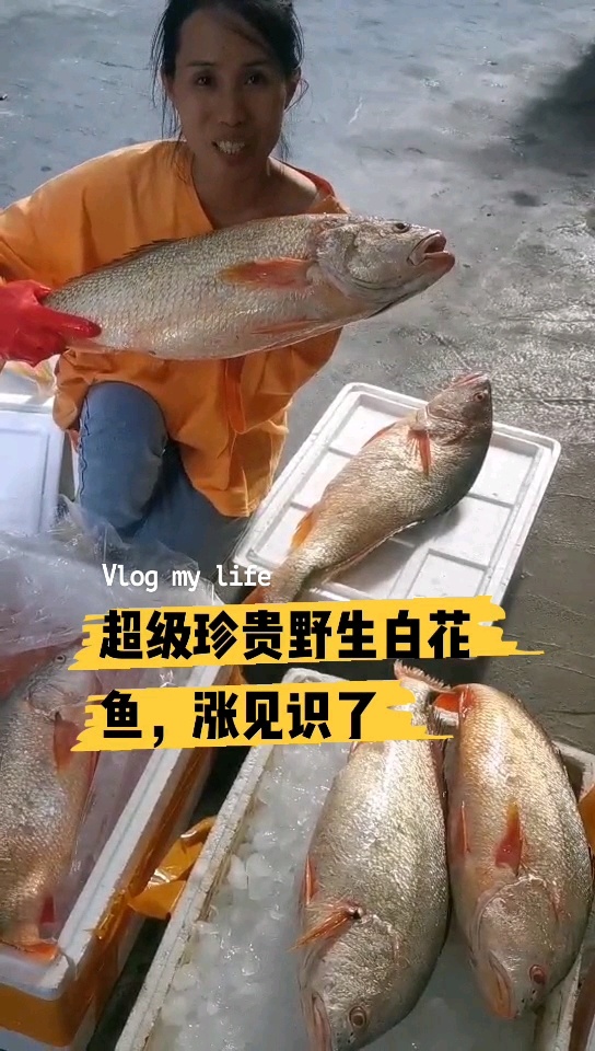 超级珍贵野生白花鱼,涨见识了