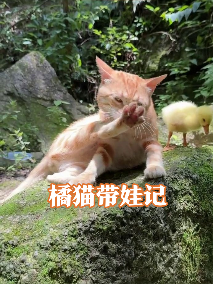 橘猫舔爪遭跟屁鸭围观，嫌弃表情像极了带娃的你