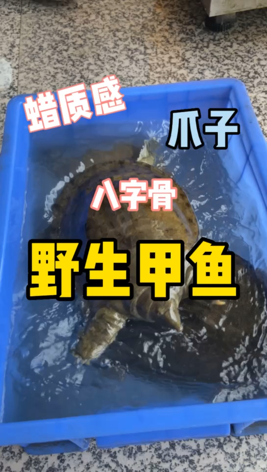 怎么区分野生甲鱼 和养殖甲鱼