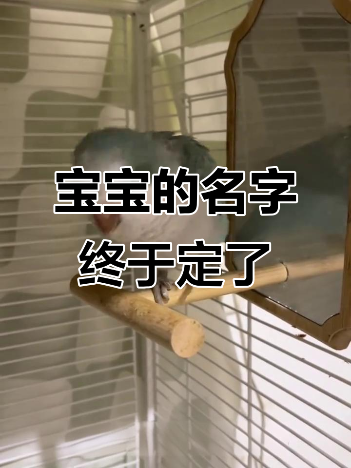 小鸡选名字,宝宝最合适!