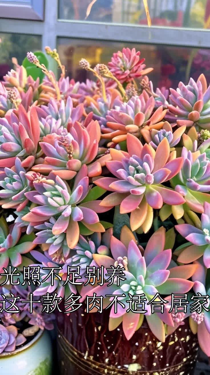 光照不足别养!这十款多肉不适合居家