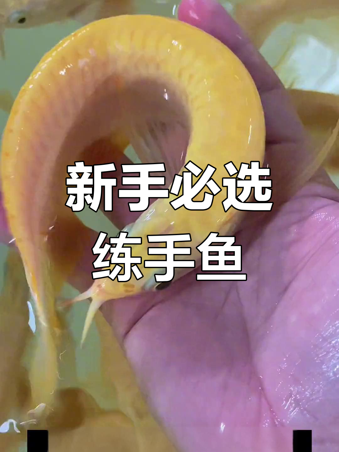 适合新手的高颜值龙鱼,黄化白子银龙