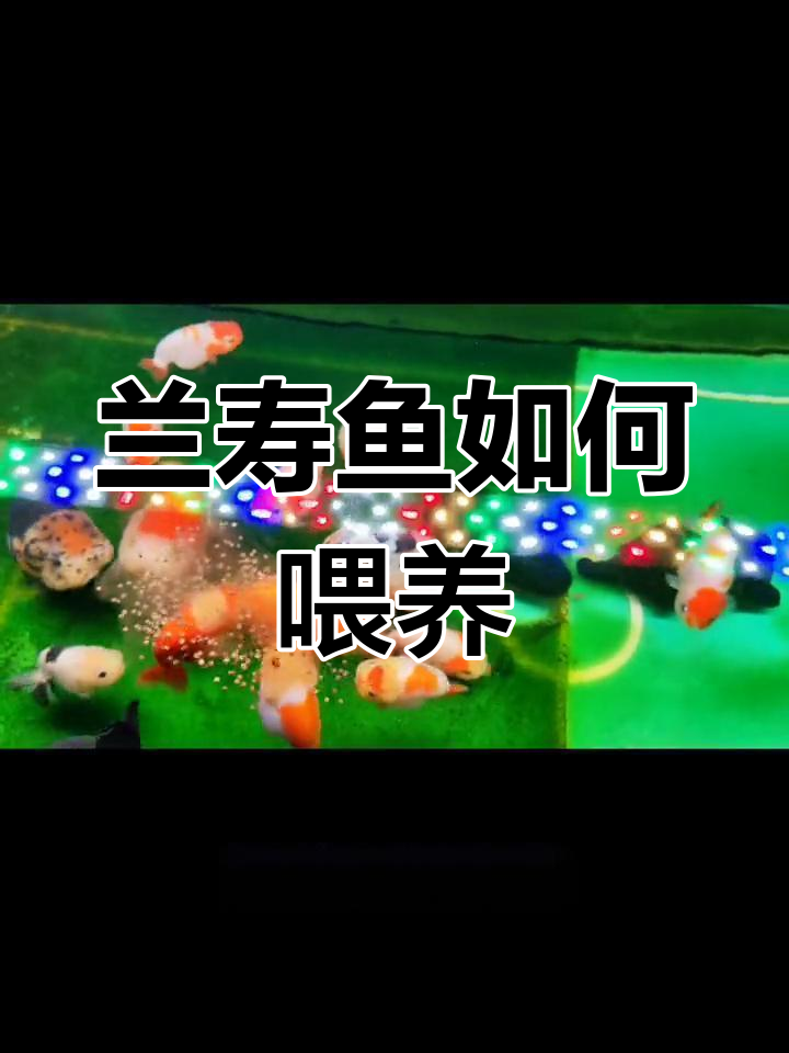 蓝寿鱼喂食技巧:益生菌泡粮助消化