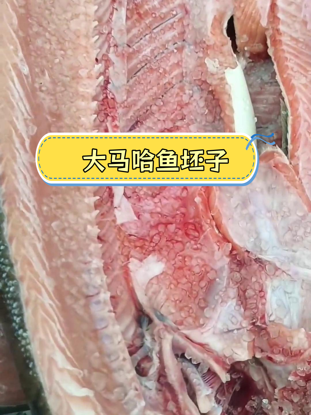 新鲜大马哈鱼,私人定制晾晒,口感劲道香浓