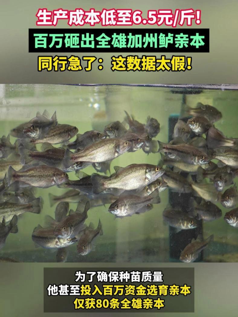 生产成本低至6.5元斤!百万砸出全雄加州鲈亲本,同行急了:这数据太假!鲈鱼养殖 鳜鱼 循环