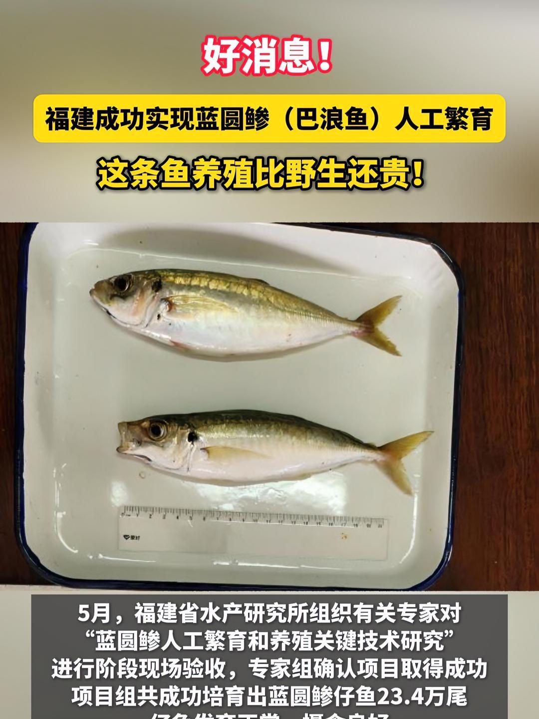 好消息!福建成功实现蓝圆鲹(巴浪鱼)人工繁育!蓝圆鲹 巴浪鱼 水产养殖