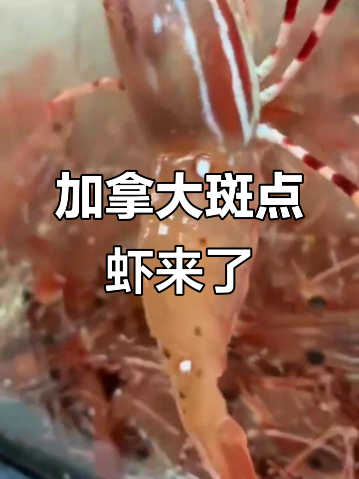 加拿大斑点虾新鲜上市,美味来袭!
