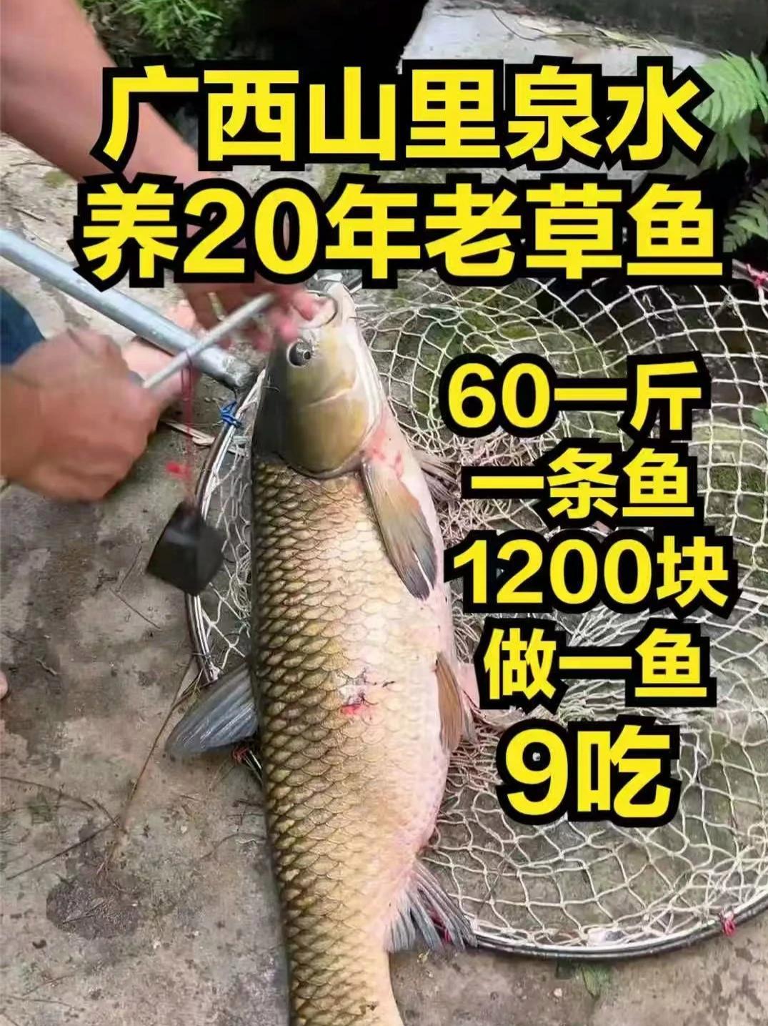 博白大山里泉水养20年草鱼60一斤,一条鱼1200做一鱼9吃 广西博白大山里泉水养20年草
