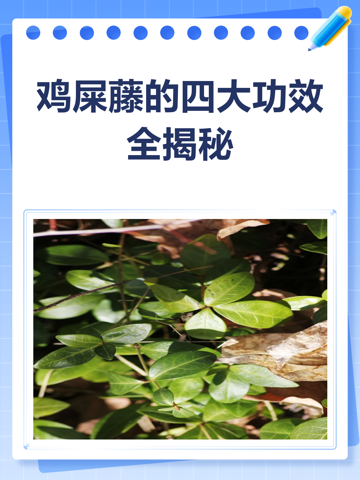 揭秘鸡屎藤!这草药竟能祛风活血还助消化?
