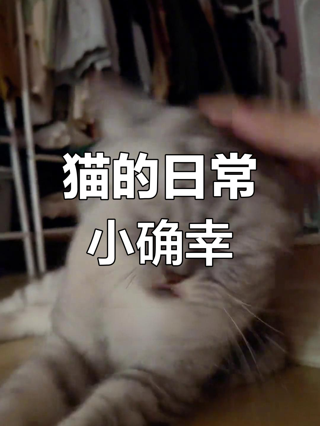 猫咪的诱惑时刻:罐头、毛条与小鱼干