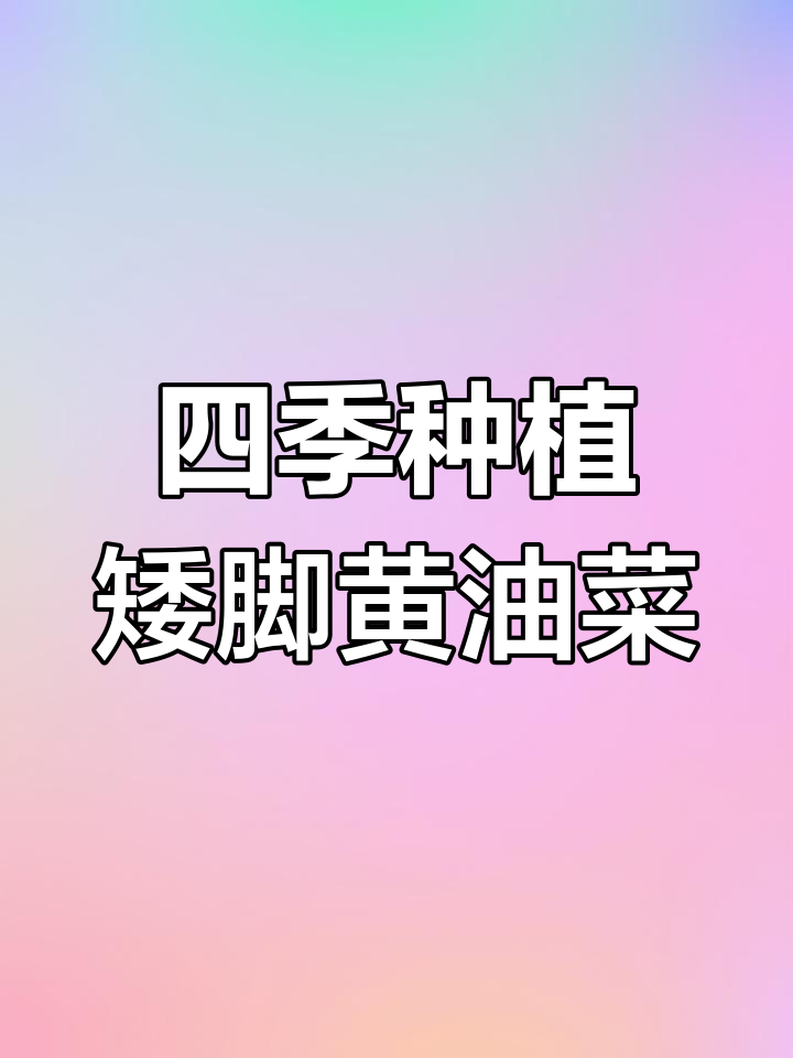 四季可种矮脚黄奶油白菜,根茎奶白脆嫩可口
