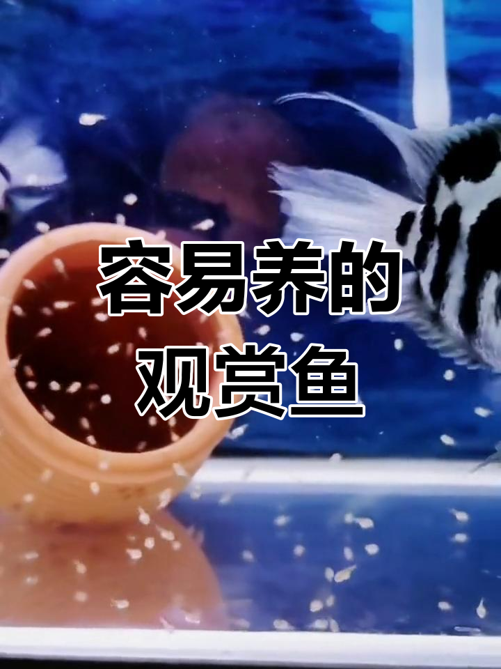 新手养鱼推荐:适合小鱼缸的观赏品种