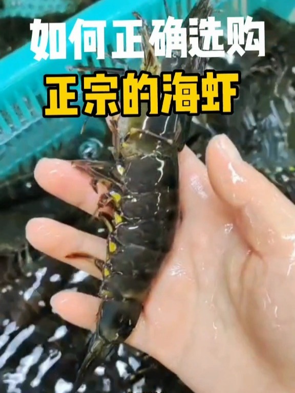市场上虾的品种很多,阿红带你选正宗的海虾
