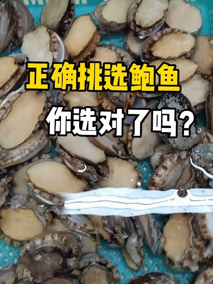 正确挑选鲍鱼