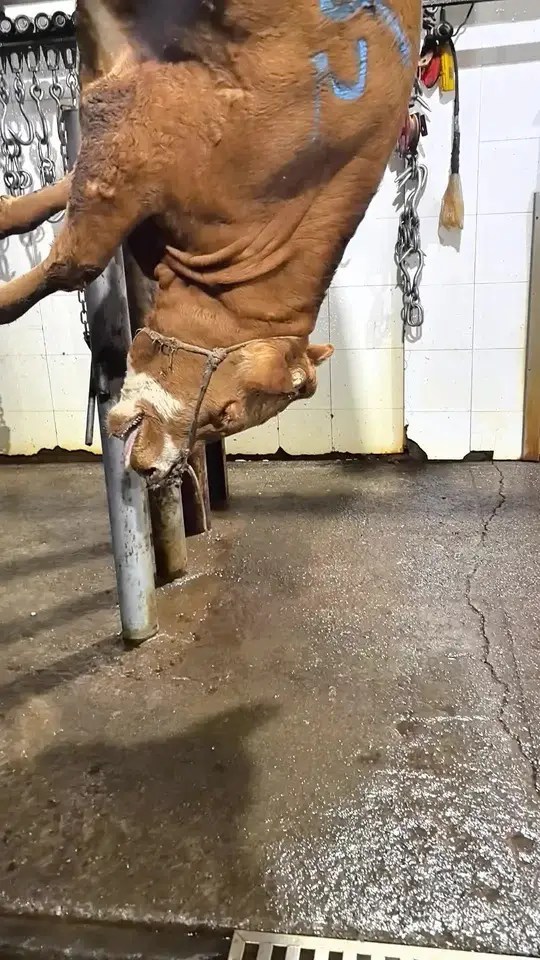 鲜香过瘾的黄牛肉火锅！