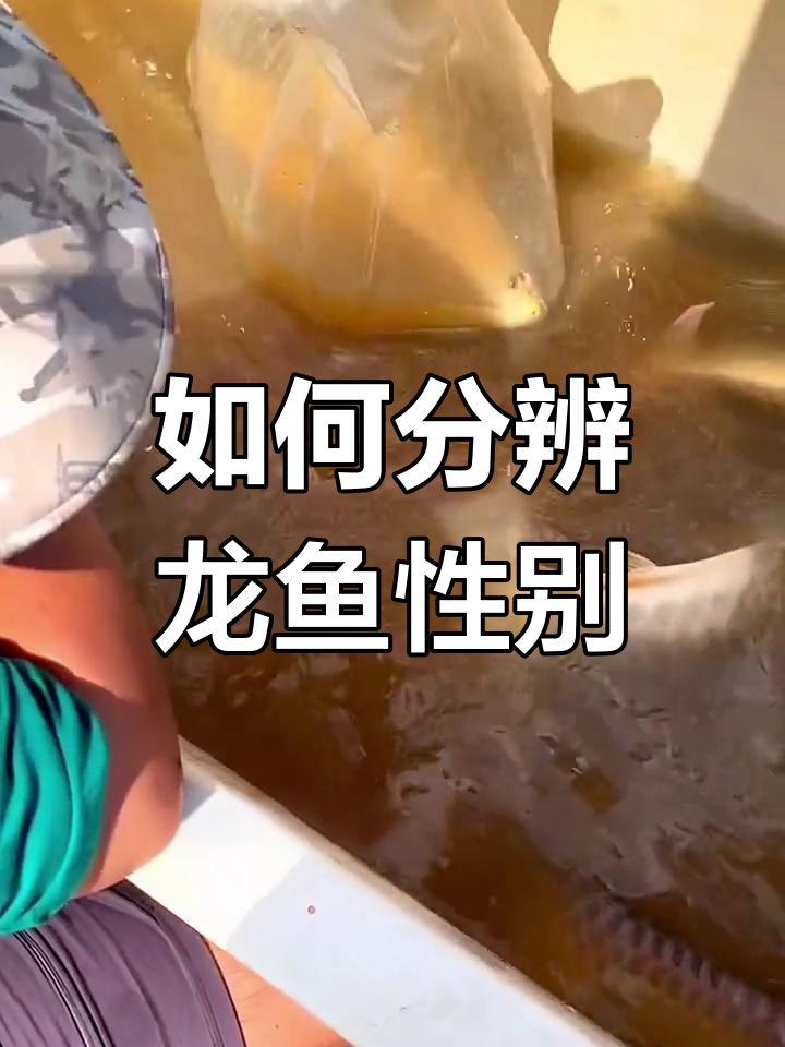 龙鱼公母区分技巧,轻松学会