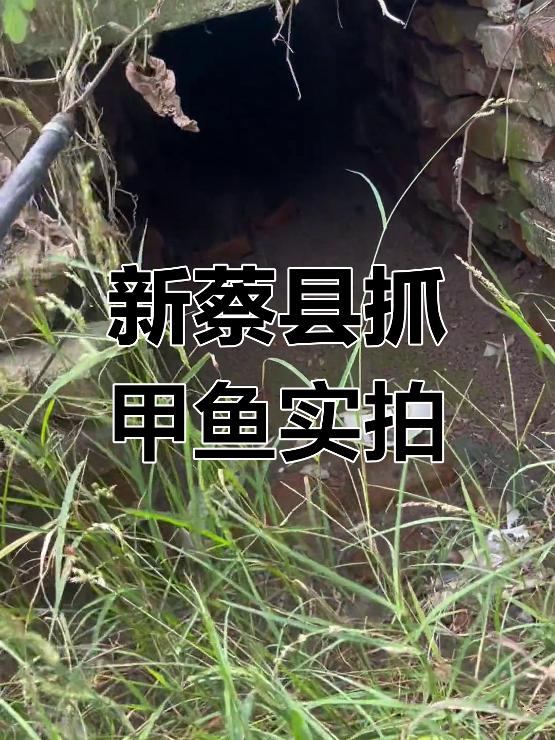 河南新蔡县抓甲鱼现场,淮河水干后意外发现大黄和鱼
