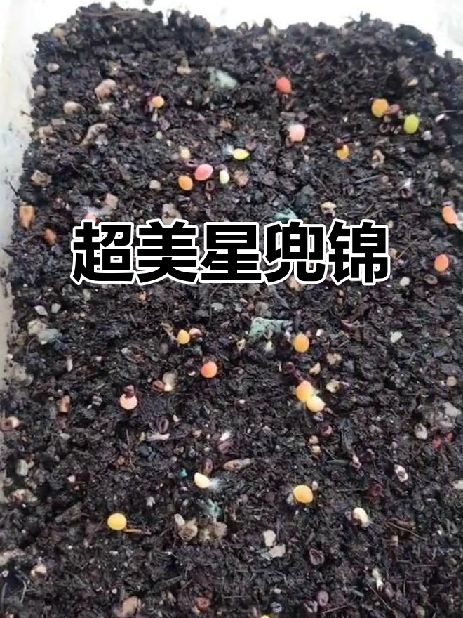 星兜锦多肉种子,三五天就能发芽!