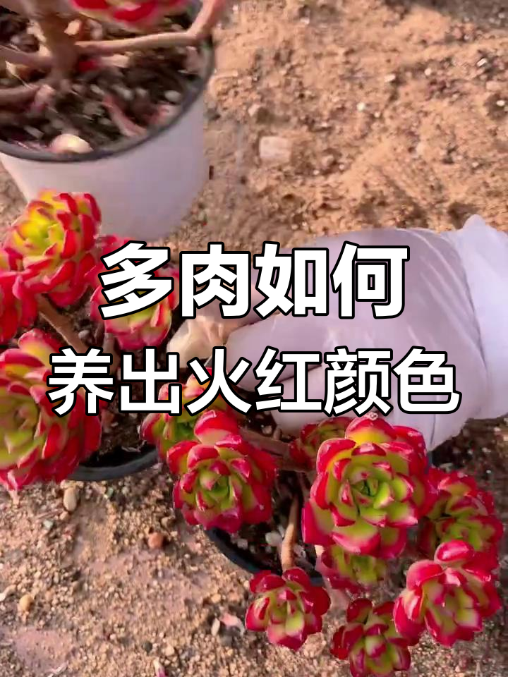 如何让多肉植物快速上色,火焰低亚养护技巧大公开