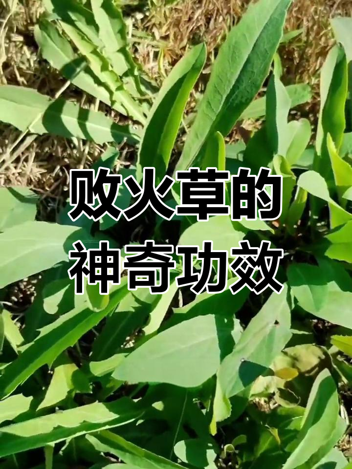 中华苦荬菜的独特价值与应用