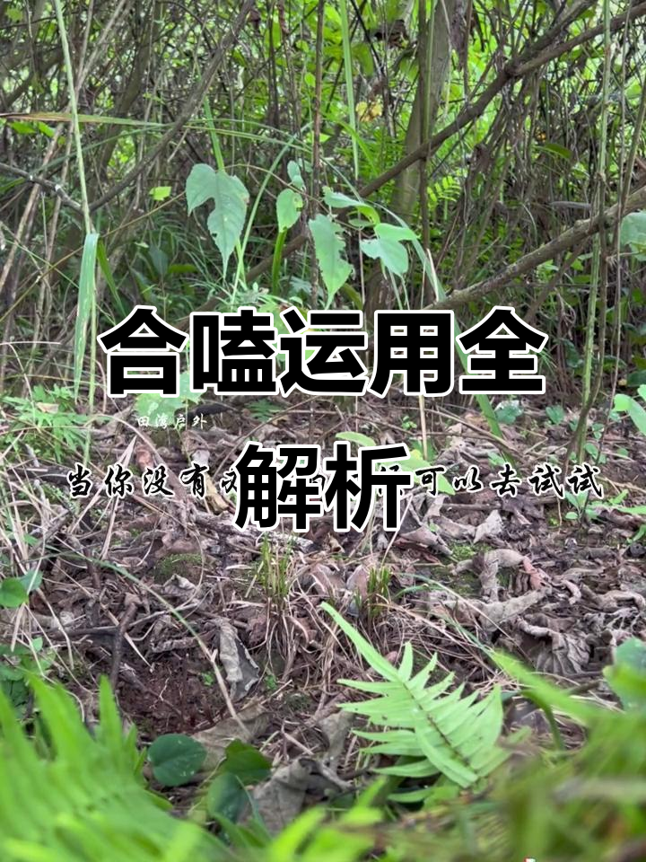 竹鸡合嗑技巧大揭秘,如何成功解决不接口问题