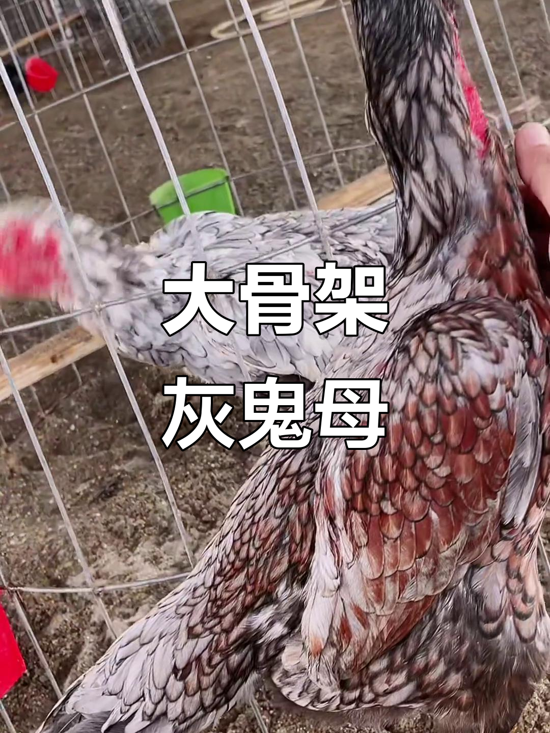 越南灰鬼母,6斤大骨架,产蛋中!