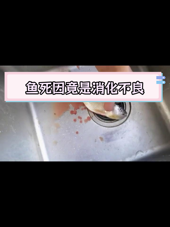 大马口鱼死亡原因揭秘:喂食不当引发腹水