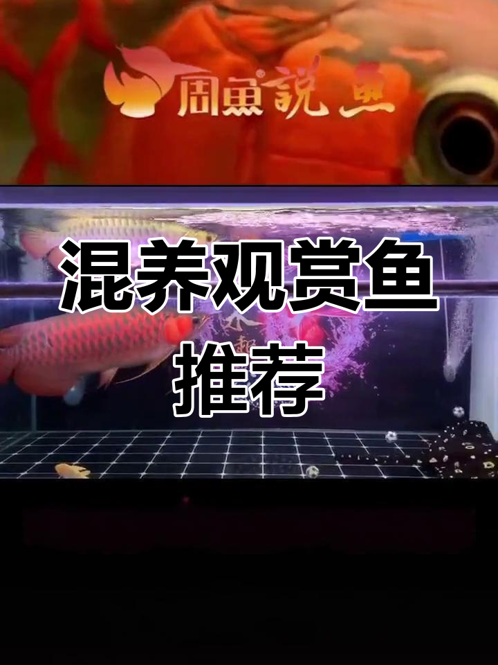 红龙金龙配鱼搭配指南