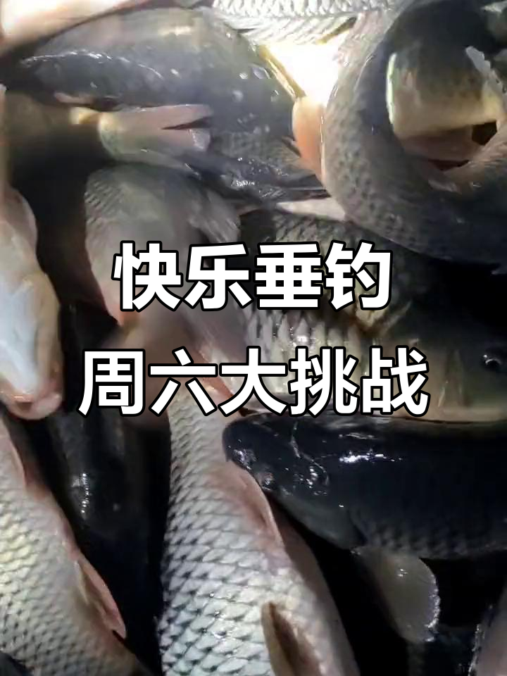 8月6日钓鱼大赛,疯狂钓友现场实拍!