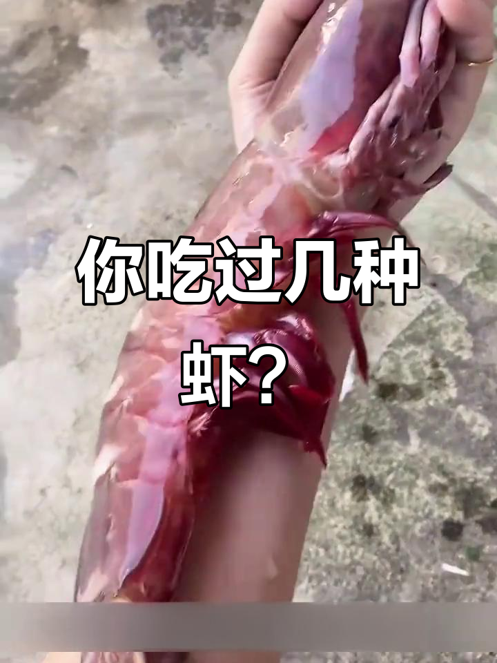 13种虾大揭秘,哪些能吃?哪些只能看