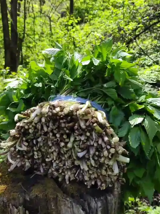 东北山野菜“大叶菜”,是大自然的珍贵馈赠!