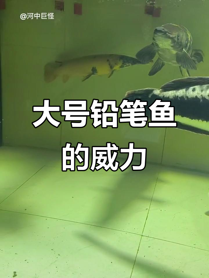 巨型铅笔鱼震撼登场，尺寸惊人！
