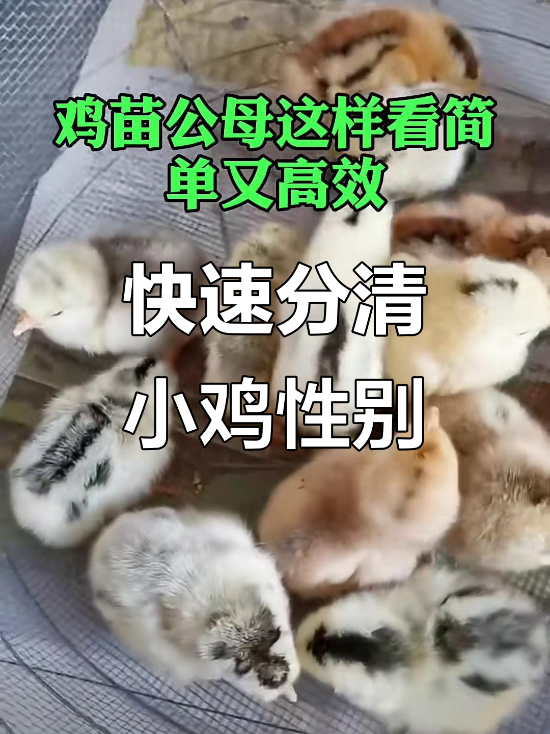 小鸡公母分辨技巧,一分钟学会翅膀辨别法
