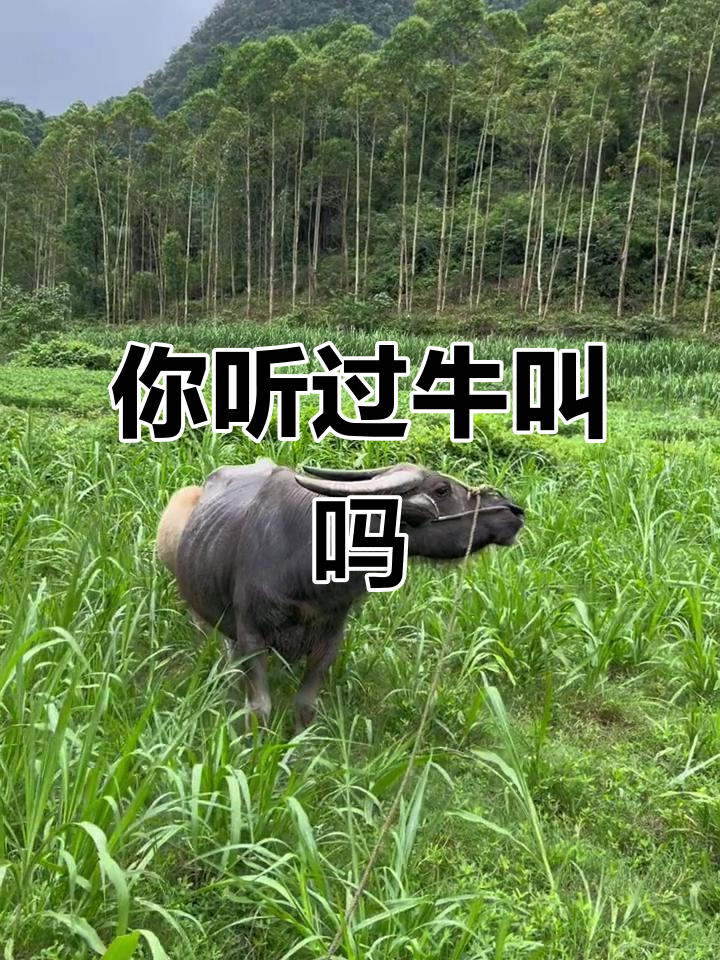 牛叫声你听过吗?这声音太真实了,简直让人笑出声