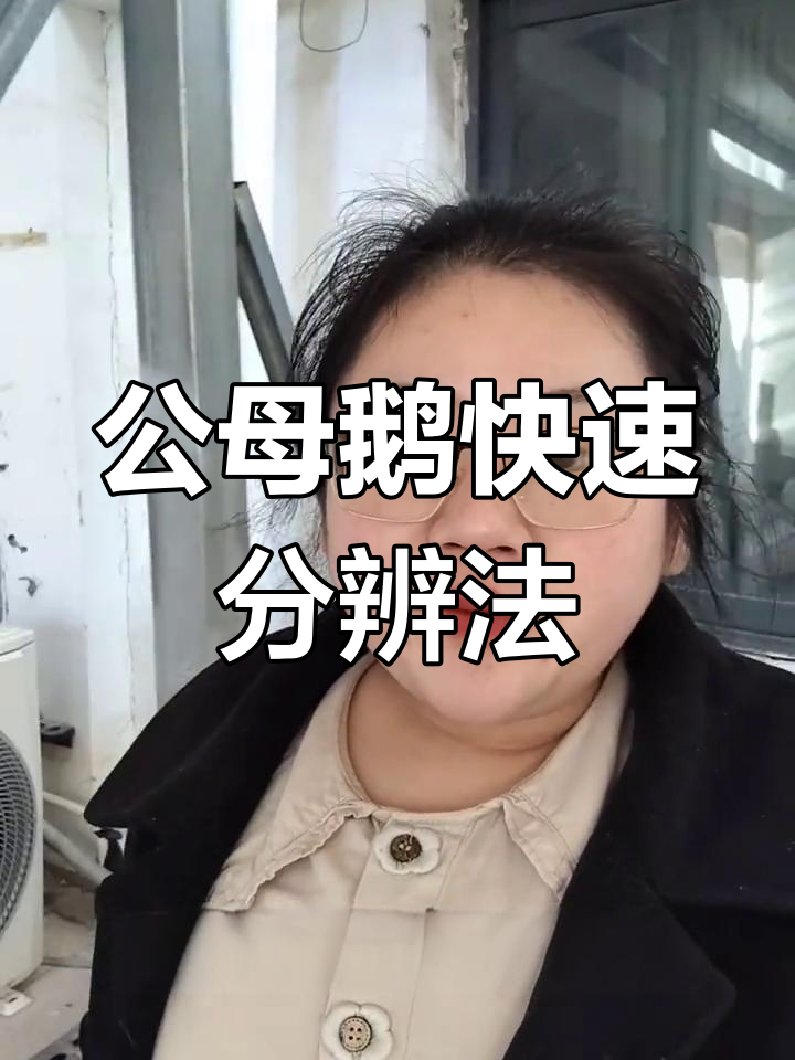 辨别公母鹅的五个小技巧,轻松搞定!