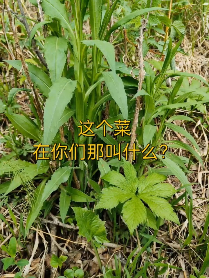 这个学名,其实叫燕尾菜哦