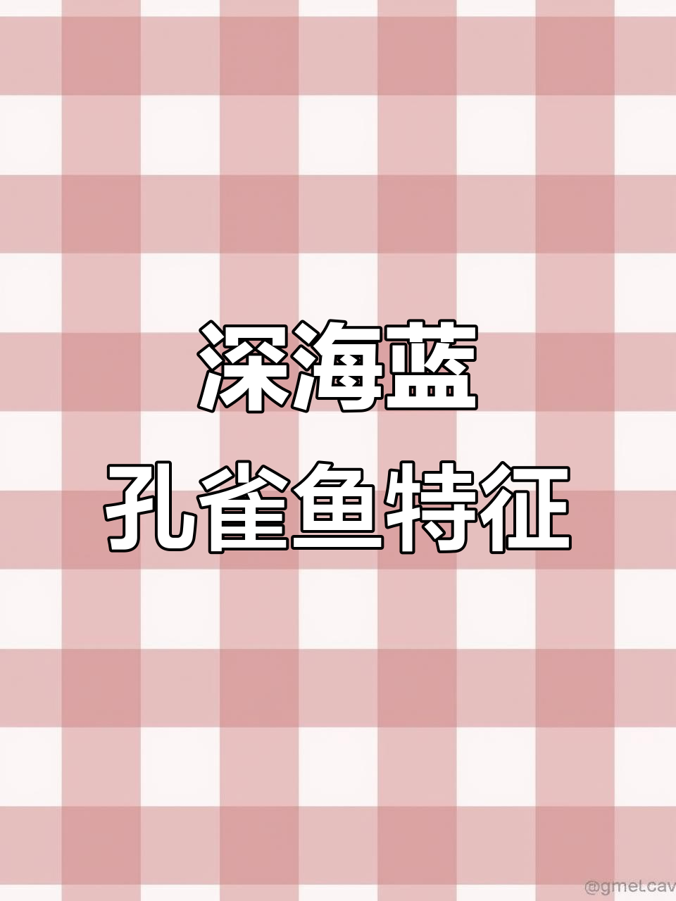 深海蓝孔雀鱼:耳朵有红点,头包完美如球体