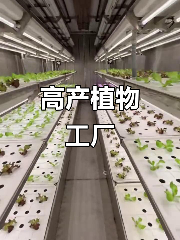 集装箱内种植，年产三万斤蔬菜，实现高效多层栽培