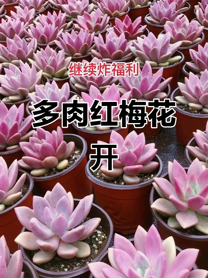 红梅多肉开花,老桩养护技巧大揭秘