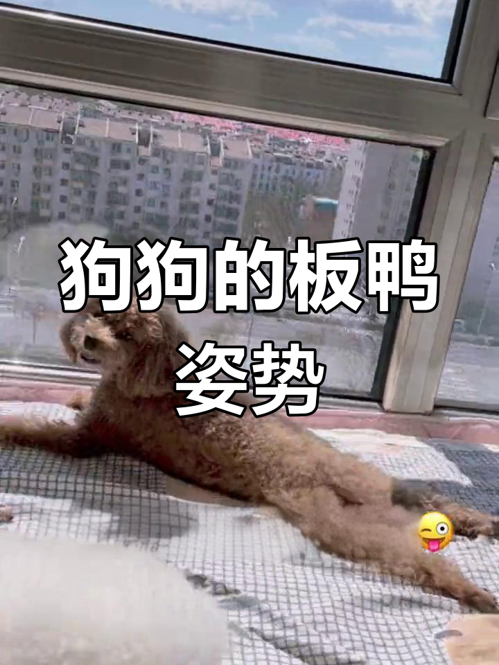 小狗板鸭趴,放松状态萌翻了!