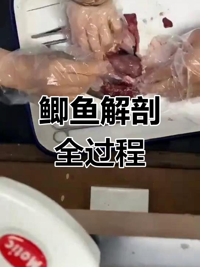 天津农学院解剖鲫鱼实验全纪录