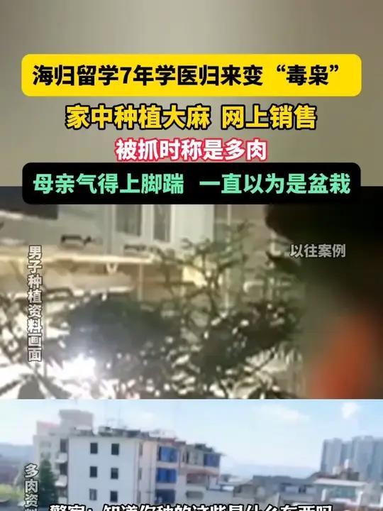 12月14日据法治进行时报道，海归留学7年学医归来变“毒枭”，家中种植大麻，网上销售，被抓
