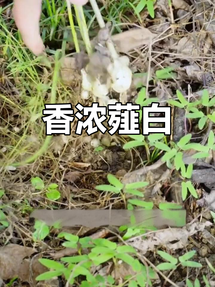 香气扑鼻,薤白与小根蒜的魅力
