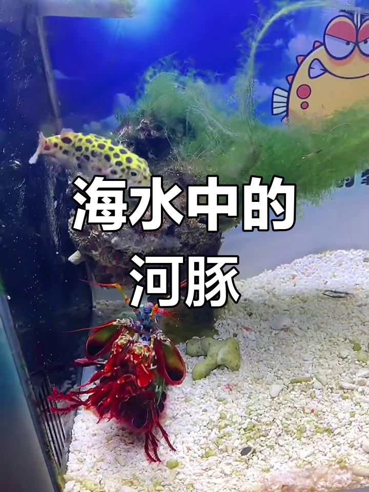 河豚也能适应海水?