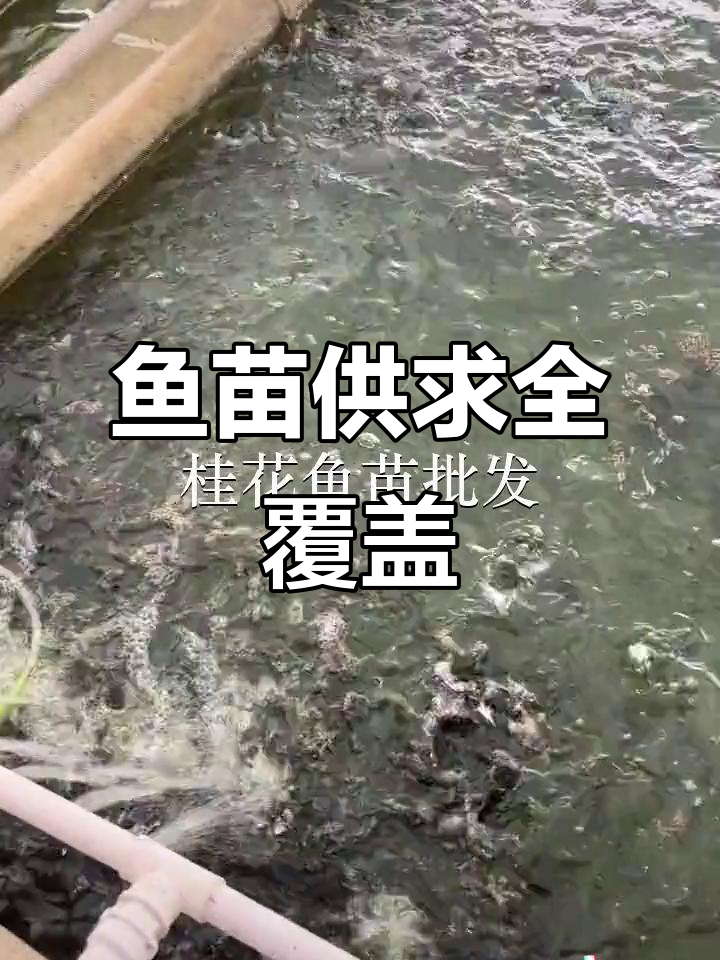 深圳、佛山多地鱼苗场,供应放生及养殖需求