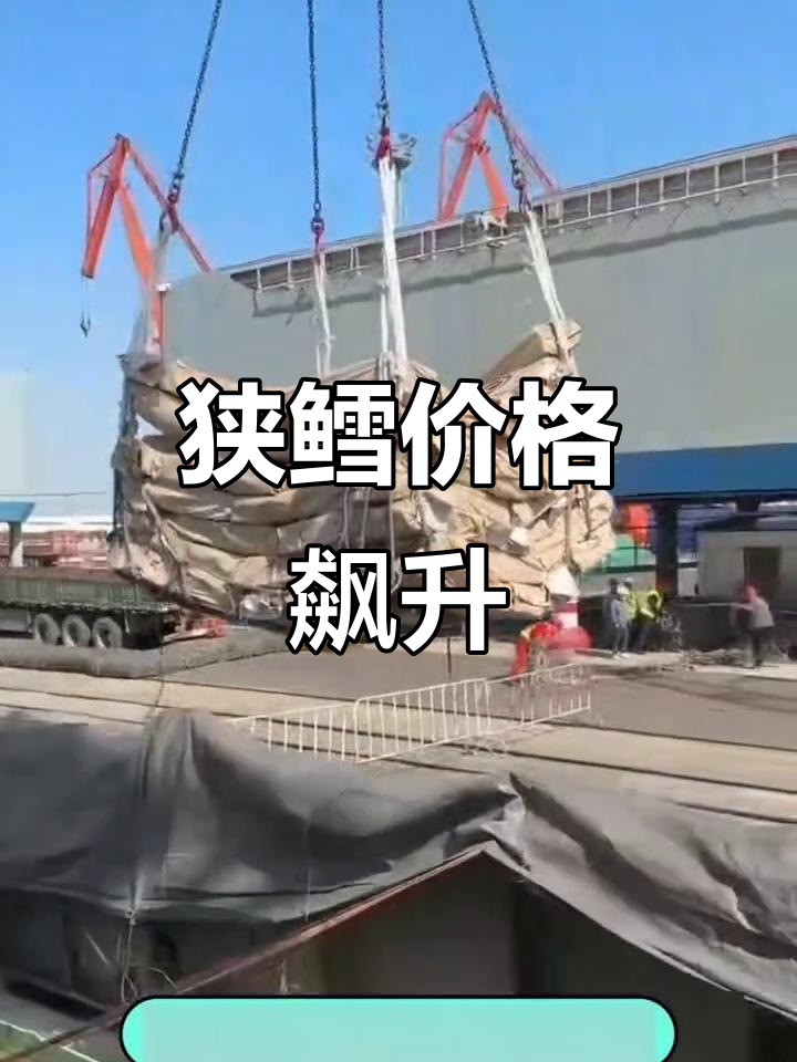 俄罗斯狭鳕价格持续上涨,捕捞季来临市场波动加剧