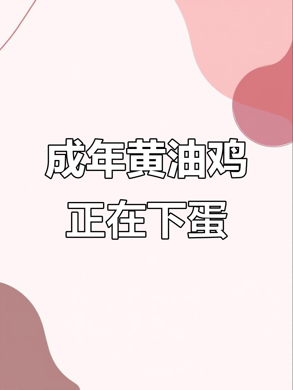 北京黄油鸡母鸡产蛋,成年的它们个头不小
