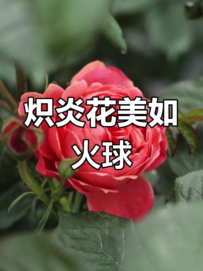 炽炎月季:独特鲑鱼红花色,群开如画
