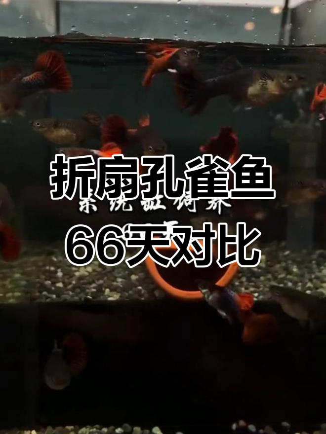 褶扇孔雀鱼66天表现大揭秘:三种饲养环境下的差异