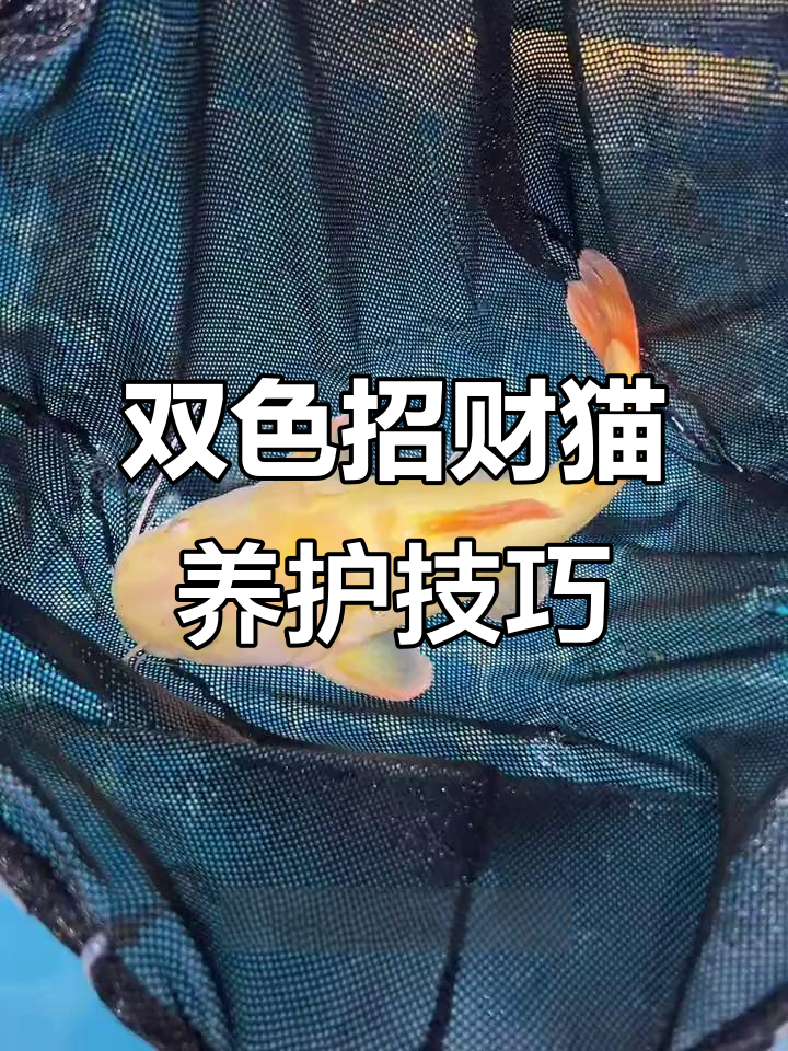 金白双拼招财猫,龙鱼虎鱼混养更健康